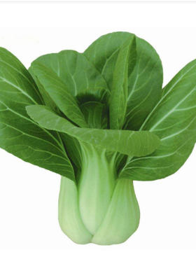 脆嫩鸡毛菜种子四季青菜种籽耐寒
