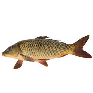 密云本地开河新鲜大鲤鱼淡水鱼肉质鲜美3斤/5斤整条产地直发