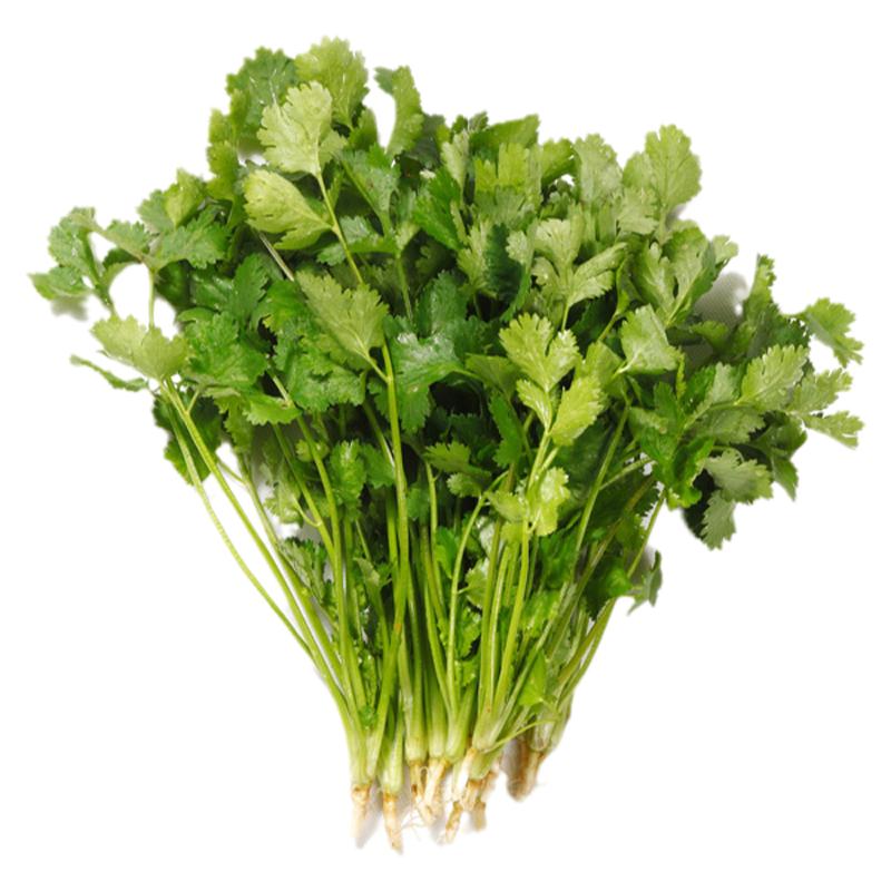 新品种北京香肉菜 原装35天可采收耐寒耐热 春秋四季农家青菜蔬菜