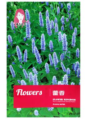藿香正气草食用四季阳台盆栽种子