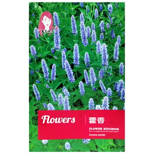 藿香种子食用解暑藿香正气香草种籽把蒿四季种植阳台盆栽香料种孑