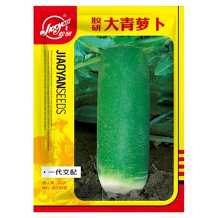 胶研大青萝卜籽青萝卜种子大全潍坊秋季四季山东蔬菜农家菜种种孑