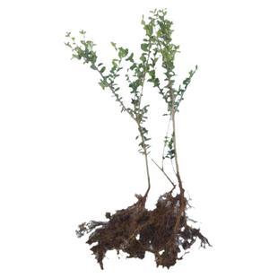 常绿龟甲冬青树苗球庭院别墅绿化苗龟甲冬青盆景小叶造型素材小苗