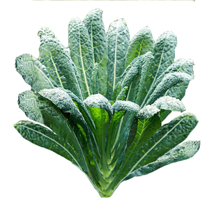 皱叶羽衣甘蓝种子种籽春秋蔬菜黑皱叶菜阳台盆栽耐寒甘蓝采收期长