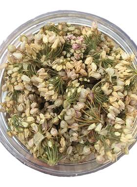 野生山葱花摘麻花扎蒙花