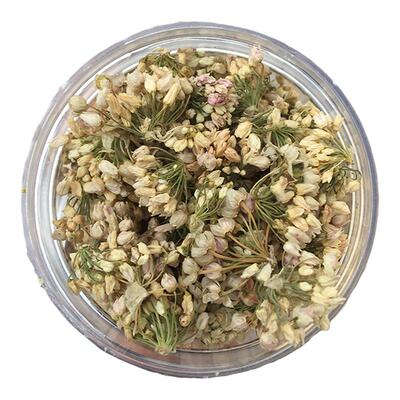 野生山葱花摘麻花扎蒙花