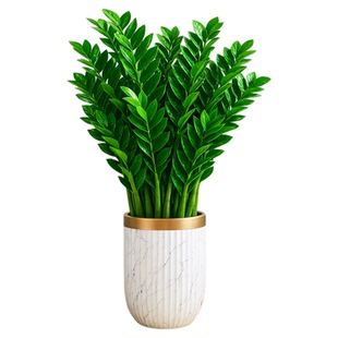 金钱树客厅大花盆大型绿植高级感客厅招财旺发财办公室内花卉盆栽