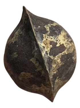 具腺榼藤豆荚迷你版豆荚