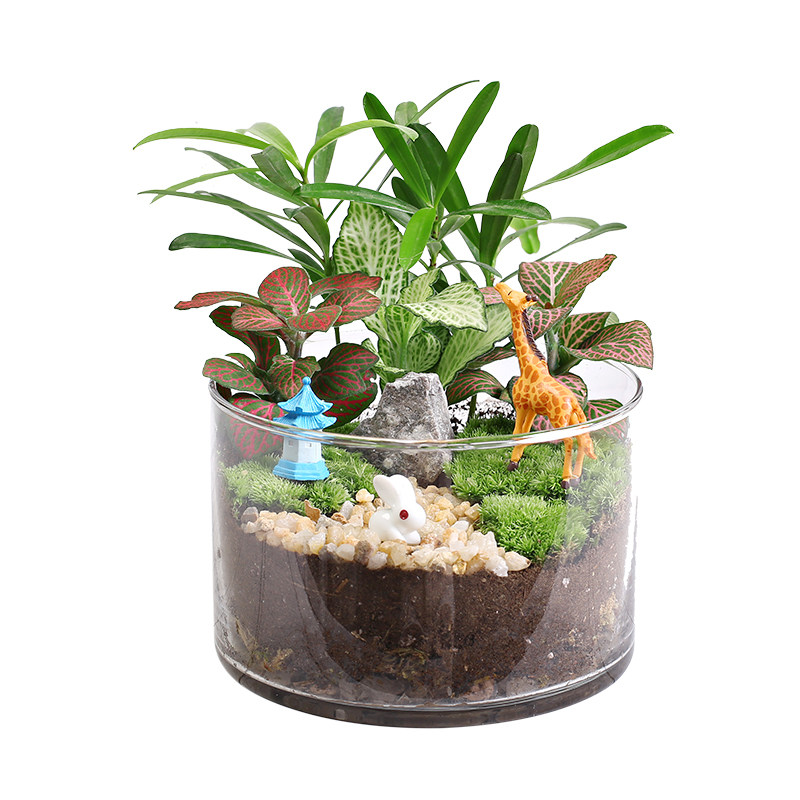 12c大号直筒瓶创意鲜活苔藓微景观diy材料包生态瓶子摆件礼品套装