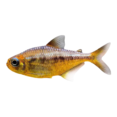 黄金可卡灯鱼苗南美进口高端灯鱼稀有群游淡水草缸热带观赏鱼活体