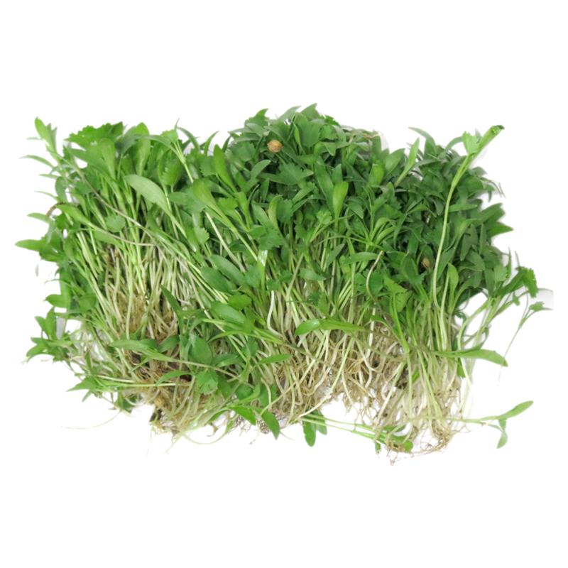 【老一生鲜】新鲜苗菜摆盘装饰