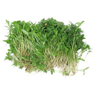 【老一生鲜】新鲜香菜苗 苗菜 西餐摆盘装饰 一盒