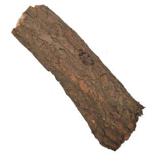 锹甲产卵木甲虫繁殖产木中软硬锹形虫繁殖产卵木幼虫宠物中扁云芝