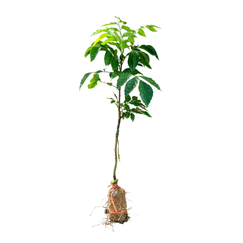 黄皮树苗带土带叶包成活