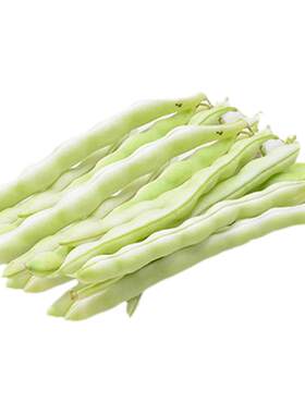 特嫩压塌芸豆青豆高产春季四季豆