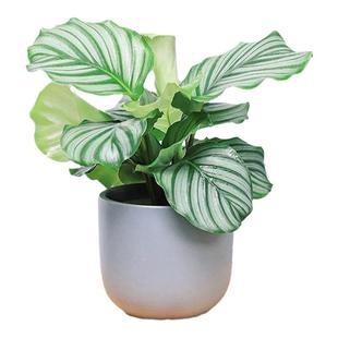 青苹果竹芋盆栽室内水培绿植耐阴好养北欧富贵竹绿萝桌面净化空气