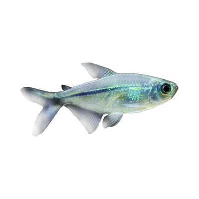 黑尾大勾群游热带鱼小型观赏鱼