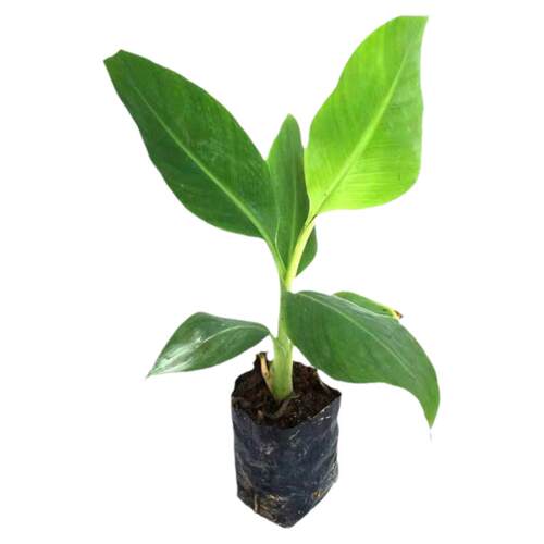 粉蕉树苗软糯香甜金粉一号粉蕉苗矮化香蕉树苗阳台庭院盆栽地栽