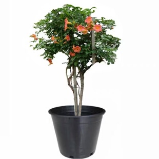凌霄花爬藤植物大苗粉色橙色凌霄花树苗盆栽庭院炮仗花