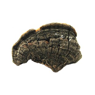 野生松针层孔菌 500克 长白山野生灵芝 松黄 松木层孔菌 整枝