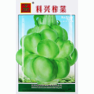 特大四川涪陵榨菜种子大头菜榨菜头青菜头芥菜秋冬季蔬菜籽种大全