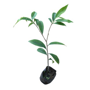 正宗海南沉香树苗降香树苗黄花梨树苗金丝楠木名贵苗木绿化植物苗