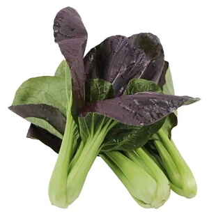 紫罗兰油菜种籽紫色小青菜紫玲阳台盆栽菜园地种植农家蔬菜种子