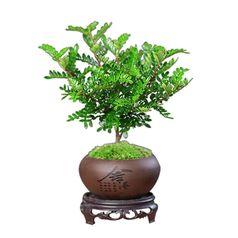 清香胡椒木盆栽迷你桌面盆景植物花卉客厅办公室内好养小绿植