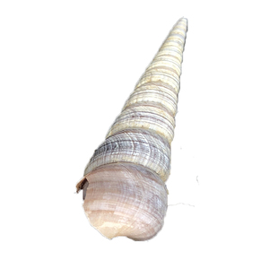 大连田螺角螺锥螺尖螺海螺新鲜捞汁海钉海螺丝去尾无沙鲜活大钉螺