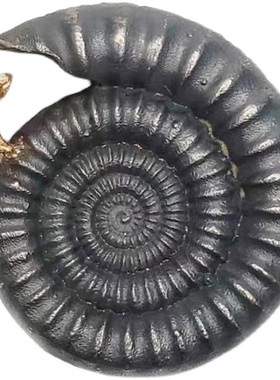 S925银海螺18K金海星定制吊坠