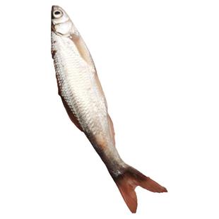 鲜活小白条鱼翘嘴鱼淡水小河鱼白鱼刁子鲜鱼干餐条川条新鲜微山湖