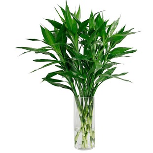 水生植物旱伞草水竹水棕竹风车草观叶造景水养水培池塘边绿植包邮