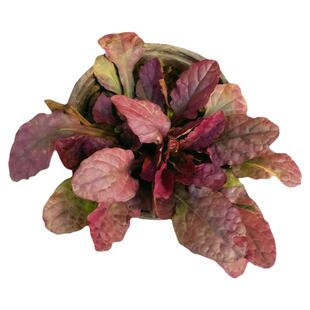 拾园记筋骨草金叶粉花姬十二单紫花耐热耐寒庭院花园四季常绿植物