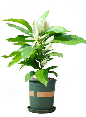 浓香花卉办公室绿植白兰花盆栽