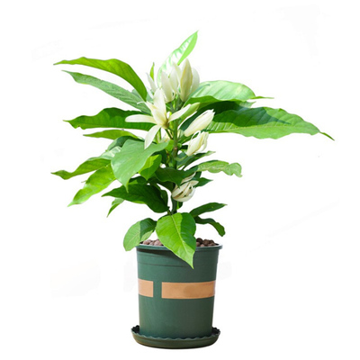 浓香花卉办公室绿植白兰花盆栽
