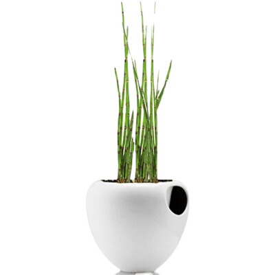 木贼笔管接骨草易活庭园阳台盆栽