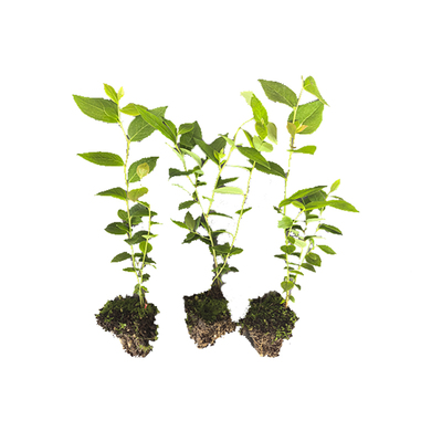 蓝莓纯甜无酸花香L25脱毒组培穴盘苗苔藓小苗阳台庭院南高丛系列