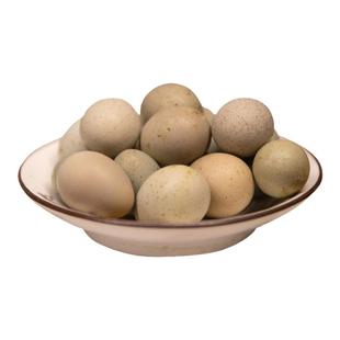 迷你观赏小鹌鹑网红小鸡德系纯白瓦灰礼服可孵化种蛋受精蛋