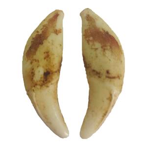 广西黑狗牙纯手打磨护身饰品