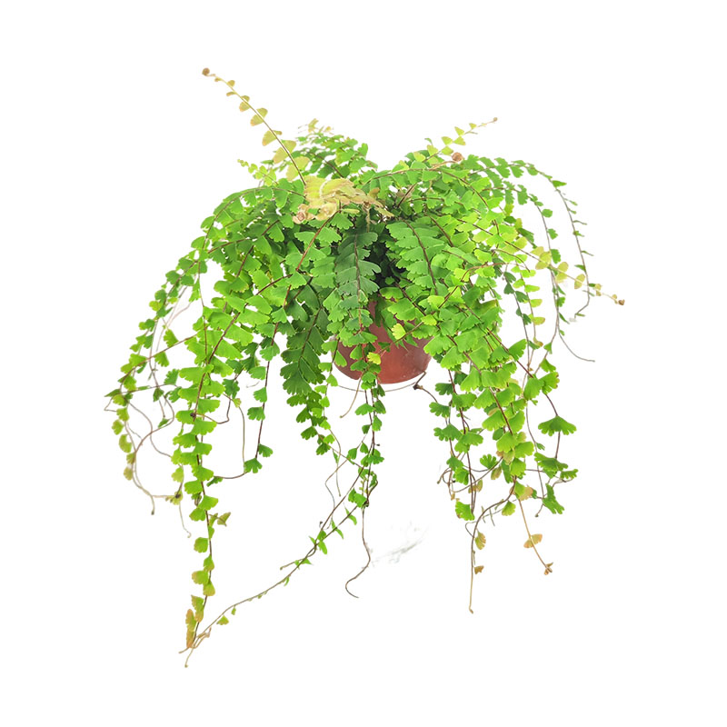 水陆雨林缸蕨类绿植苔藓景观