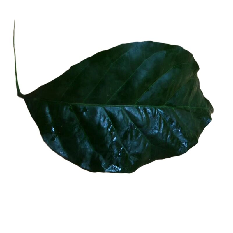 新鲜清香的小孩洗澡转运黄皮叶子