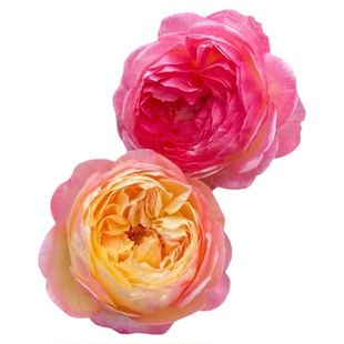 罗曼尼詹森月季花苗爬藤开花玫瑰绿花植室内盆栽四季好养藤本蔷薇