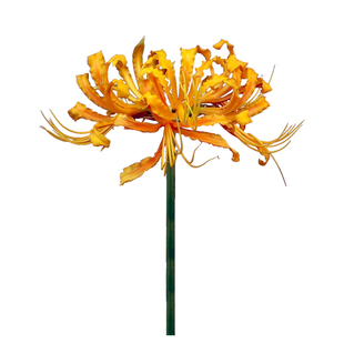 【68元任选6件】忽地笑黄花石蒜球根多季节种植黄色彼岸花种子花