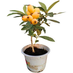 枇杷果苗无核砂糖枇杷苗无核枇杷树苗嫁接盆栽特大庭种植当年结果