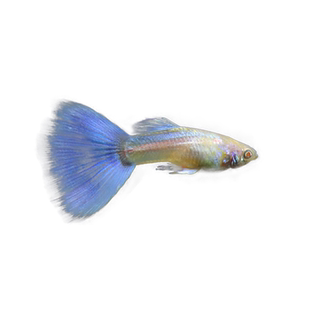 孔雀鱼小鱼苗活体练手套餐纯种热带观赏鱼小型淡水金鱼胎生凤尾鱼