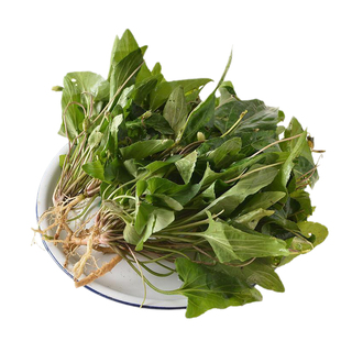 紫地丁新鲜带根带花带叶药用苦地丁中药材小鸡菜现挖500g顺丰包邮