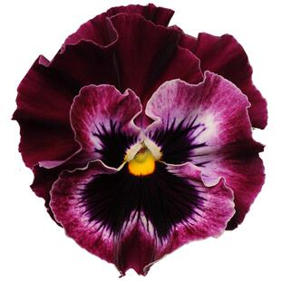 进口皱边三色堇种子 春播四季室内阳台盆栽秋播易种花园花卉 花籽