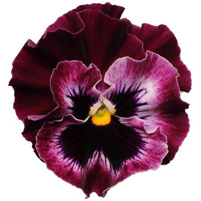 进口泛美皱边三色堇种子满19包邮