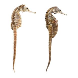 海马干货一公一母海马中药材官方旗舰店海龙一对三斑海马泡酒药材