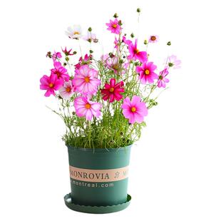 格桑花种籽子驱蚊菊花籽四季播种开花易活庭院驱蚊植物波斯菊花种